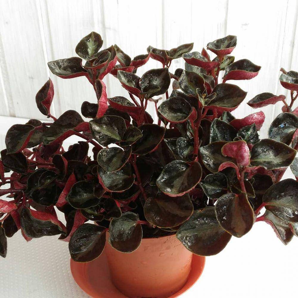 instagram.com/julia_s_succuplants