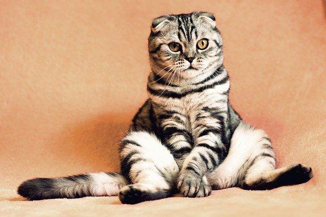Cara Membedakan Kucing Jantan dan Betina, Jangan Salah!