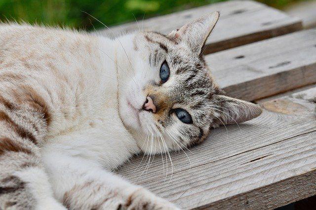 50 Nama-Nama Kucing Islam, Unik dan Penuh Makna