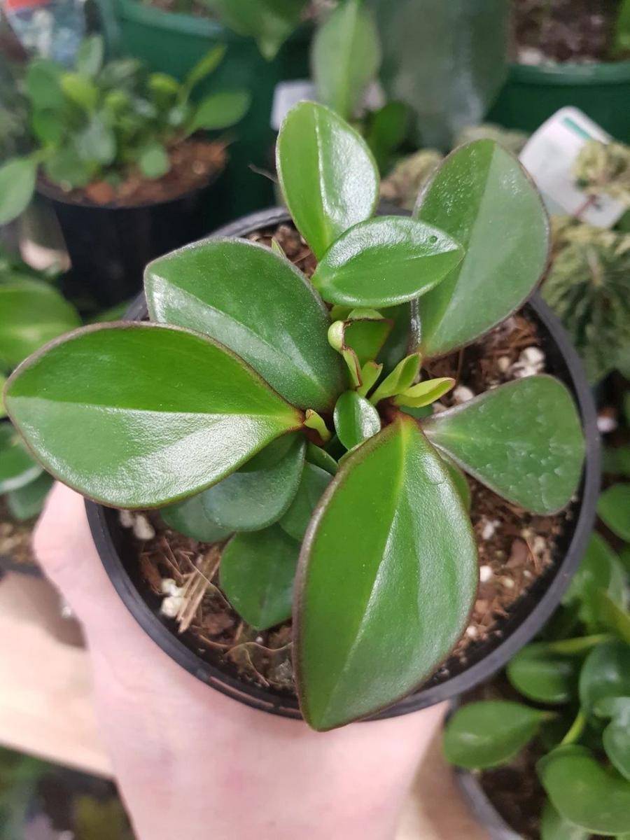 Greenbeanz.com.au