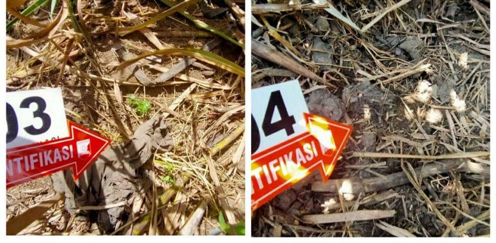 Cari Rumput di Kebun Tebu, Petani Ogan Ilir Temukan Tengkorak Manusia