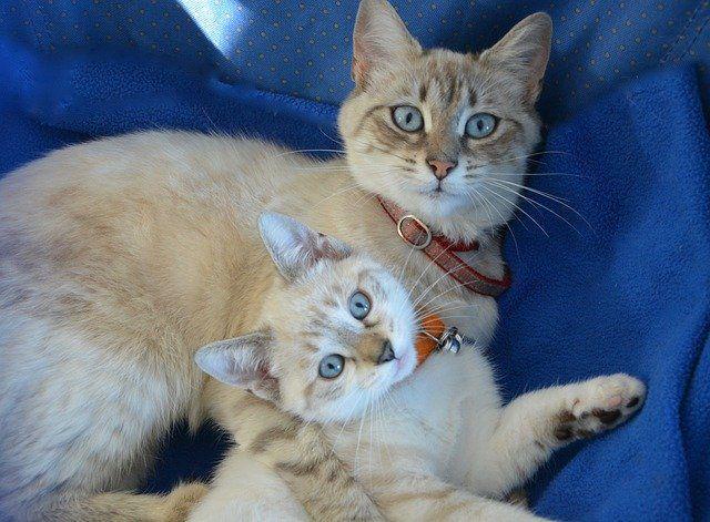 5 Hal yang Paling Ditakuti Kucing, Makin Gemes Deh Lihatnya
