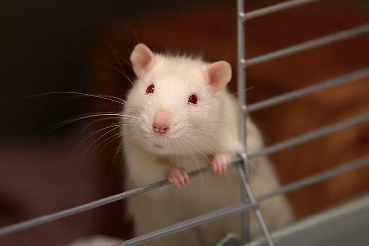 Mengapa Tikus Dijadikan Objek Percobaan Penelitian? Ini 7 Alasannya!