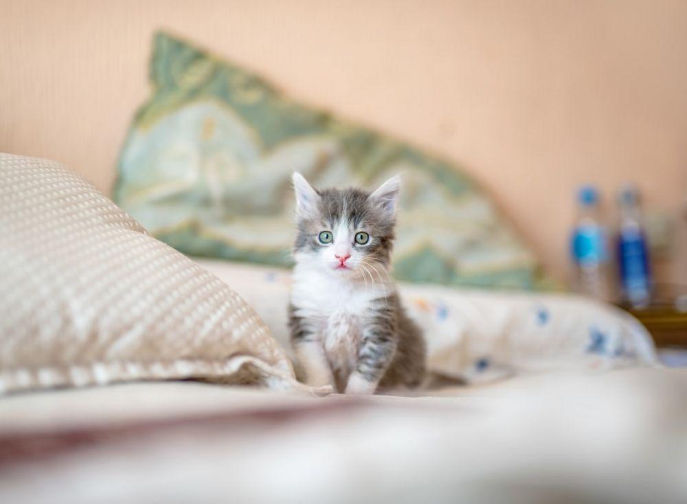 Jasanya Besar! 5 Kucing Ini Dijadikan Objek Studi dan Penelitian Sains