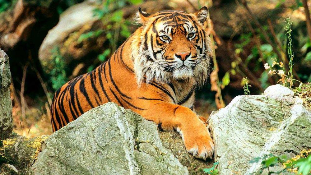 Pelepasliaran 'Kyai Batua', Harimau Sumatera ke Alam Liar Batal