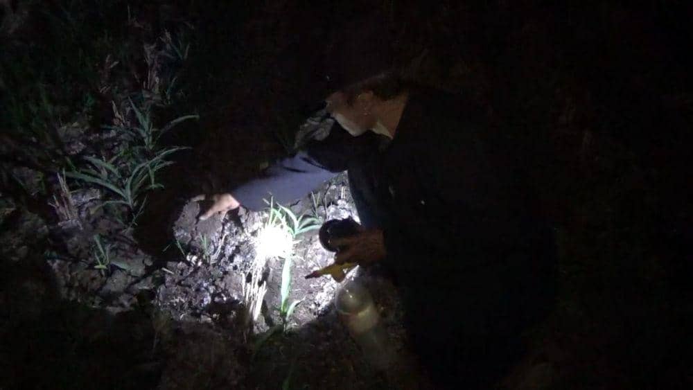 Petani memburu tikus di sawah pada malam hari. IDN Times/Zainul Arifin