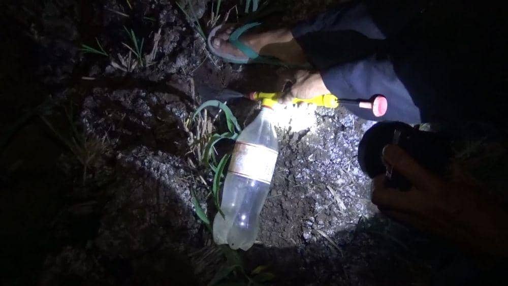 Tanaman Jagung Ludes, Petani Jombang Buru Tikus Pakai Potasium