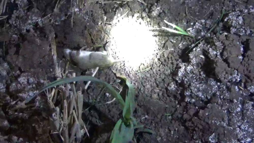 Tikus mati akibat cairan obat potas petani. IDN Times/Zainul Arifin