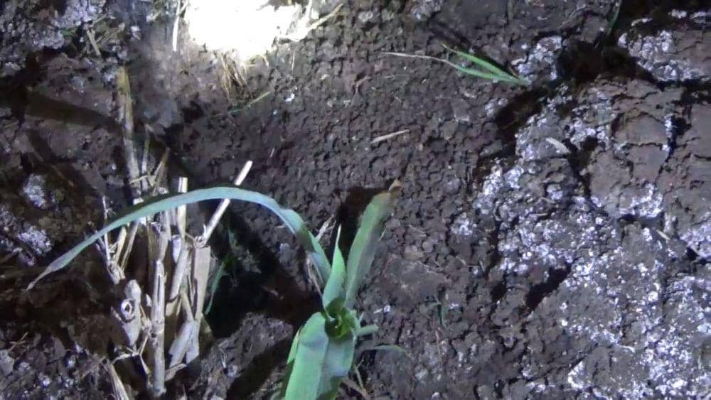 Tanaman jagung berumur dua Minggu digerogoti tikus. IDN Times/Zainul Arifin