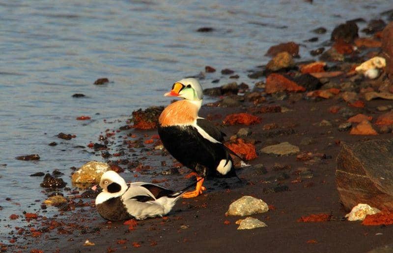 stpaulislandtour.com