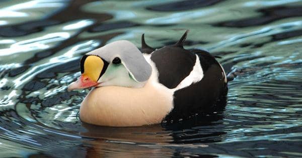 5 Fakta Menarik dari King Eider, Spesies Bebek Arktik yang Mempesona!