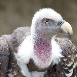 Animalia.bio