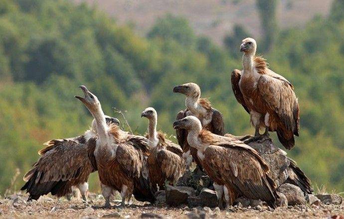 Rewildingeurope.com