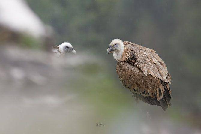 4vultures.org
