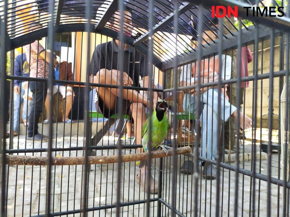 51 Satwa Langka Diserahkan ke BKSDA Jateng, 34 Ekor Dilepasliarkan