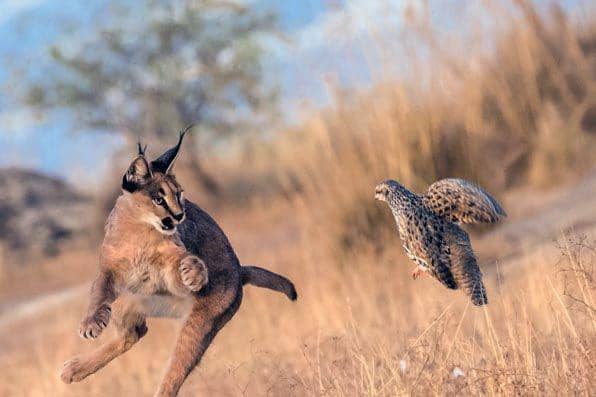 amazing-animals-planet.com