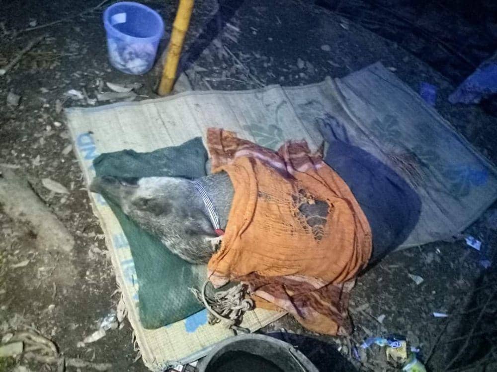 Babi viral di Muratara (IDN Times/Istimewa)
