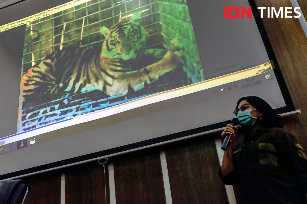 Harimau yang Dievakuasi Dekat Pemukiman di Tapsel Malnutrisi, Kenapa?