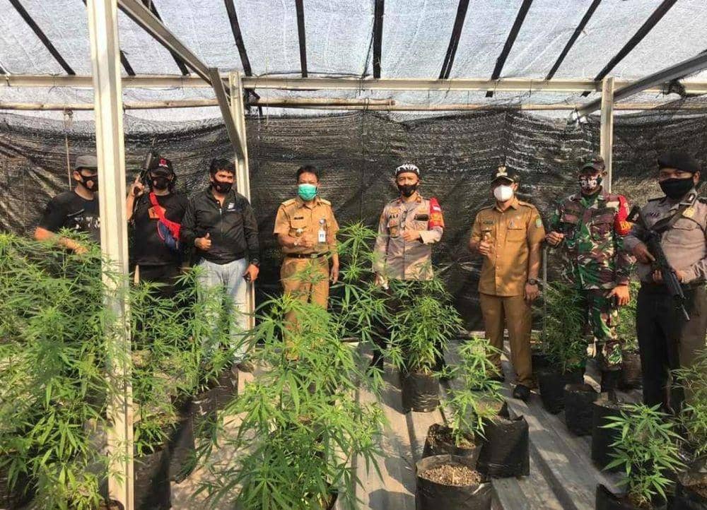 Duh, Ada Ladang Ganja di Ciledug Tangerang