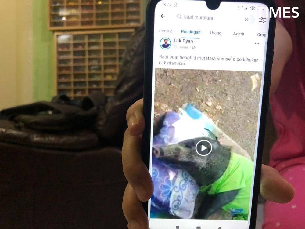 Viral, Babi Hutan di Muratara Tak Mau Tidur Tanpa Bantal dan Selimut