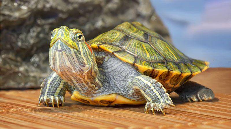 azreptiles.org