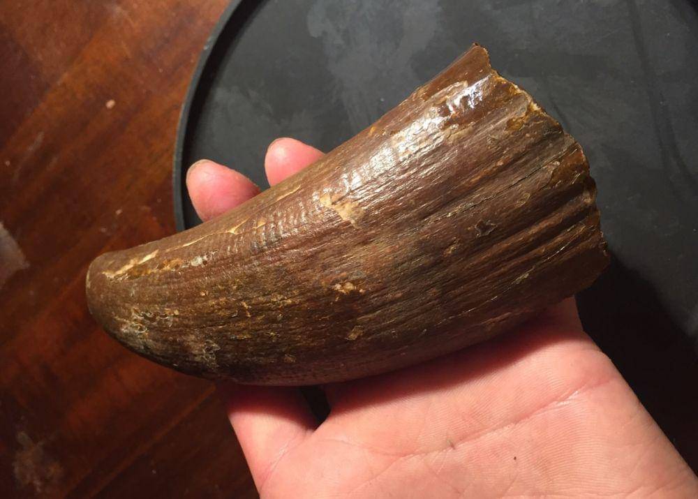 thefossilforum.com