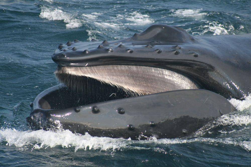 whales.org