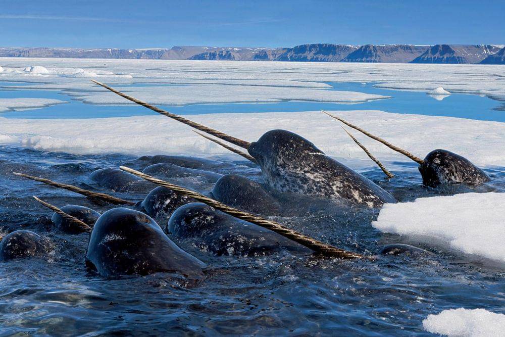 nationalgeographic.com