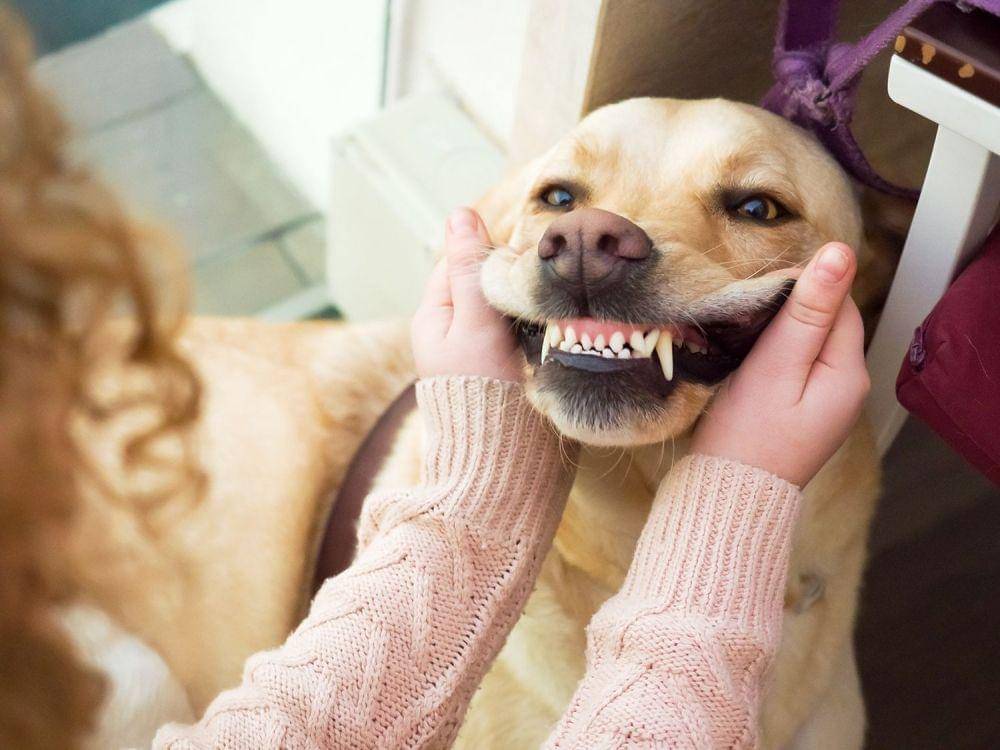 thesprucepets.com