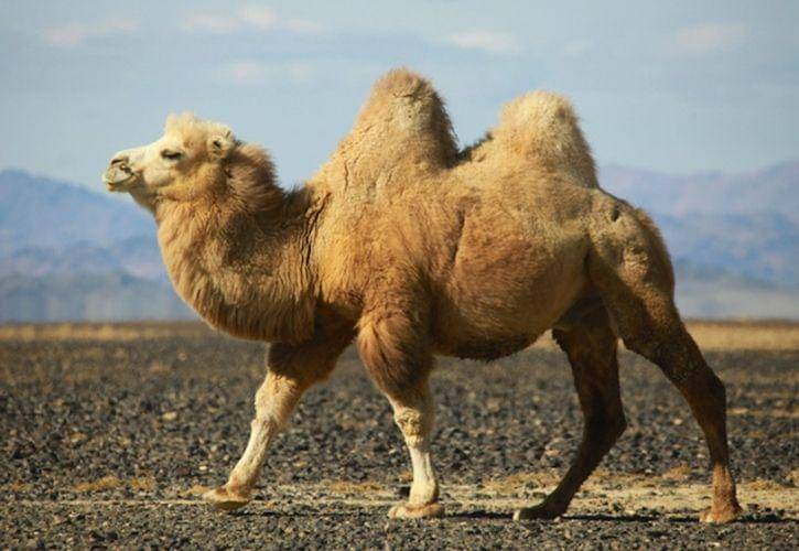 haydensanimalfacts.com