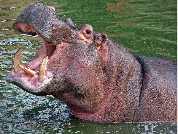 hippoworlds.com
