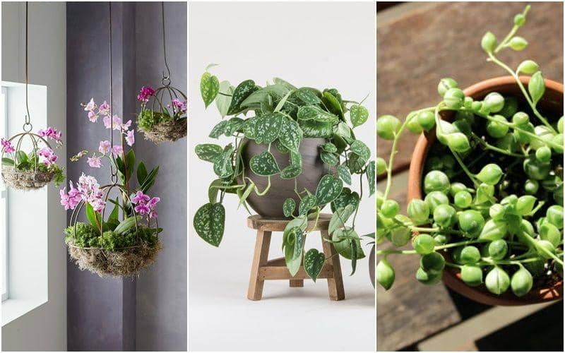 5 Rekomendasi Tanaman Gantung Indoor, Cantik Semua Bingung Pilihnya!