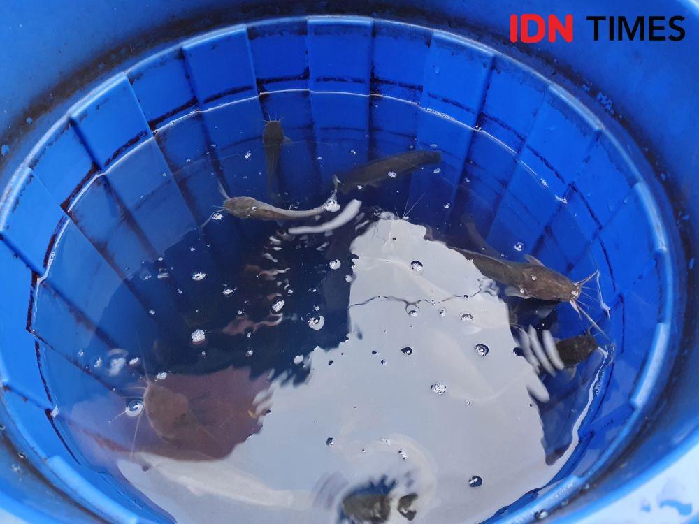 Cara Mudah Budi Daya Belut dari Pilih Bibit hingga Panen