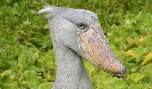 birdinginuganda.com
