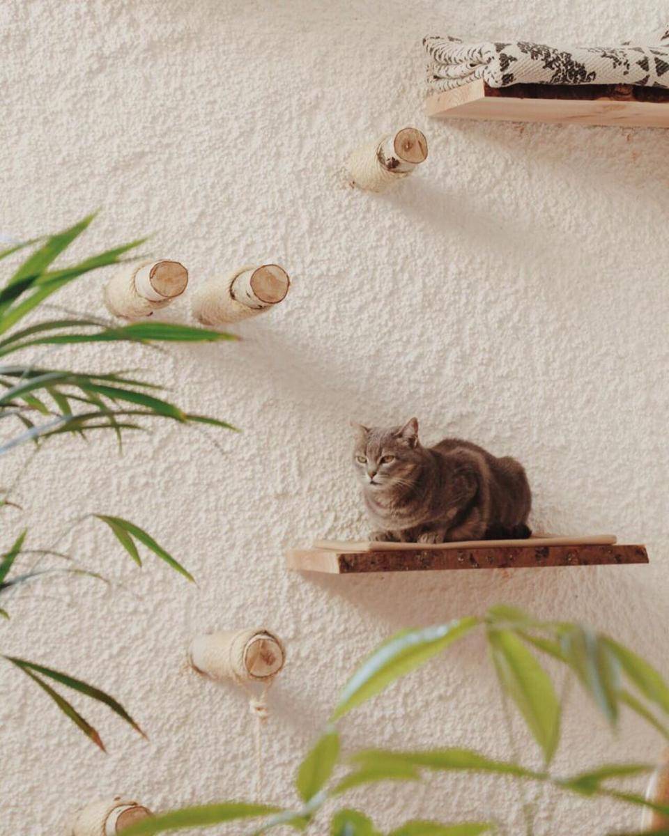 instagram.com/katzekittenkater