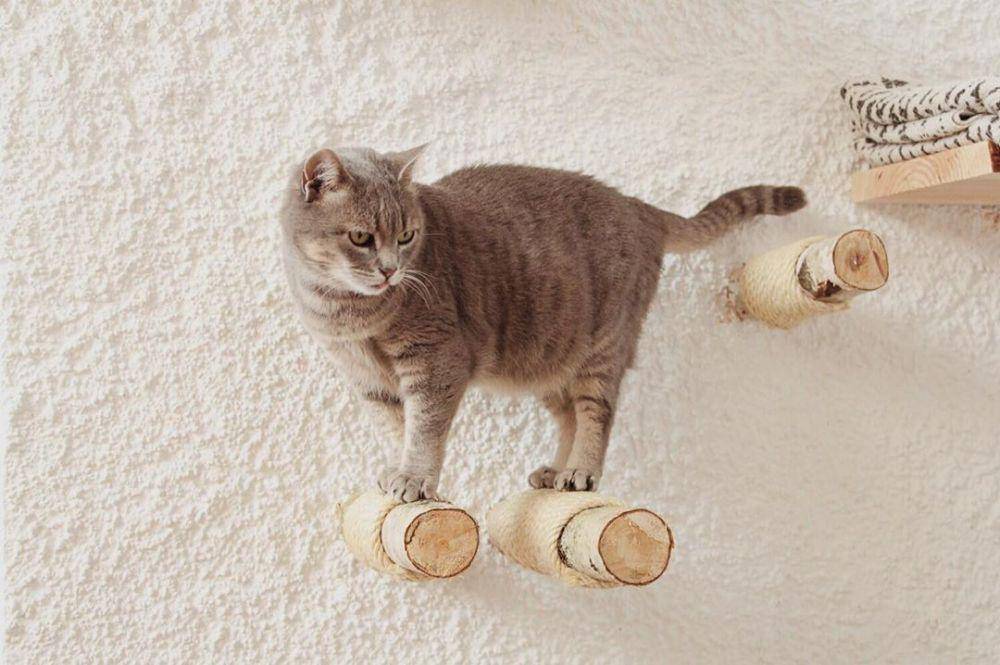 instagram.com/katzekittenkater