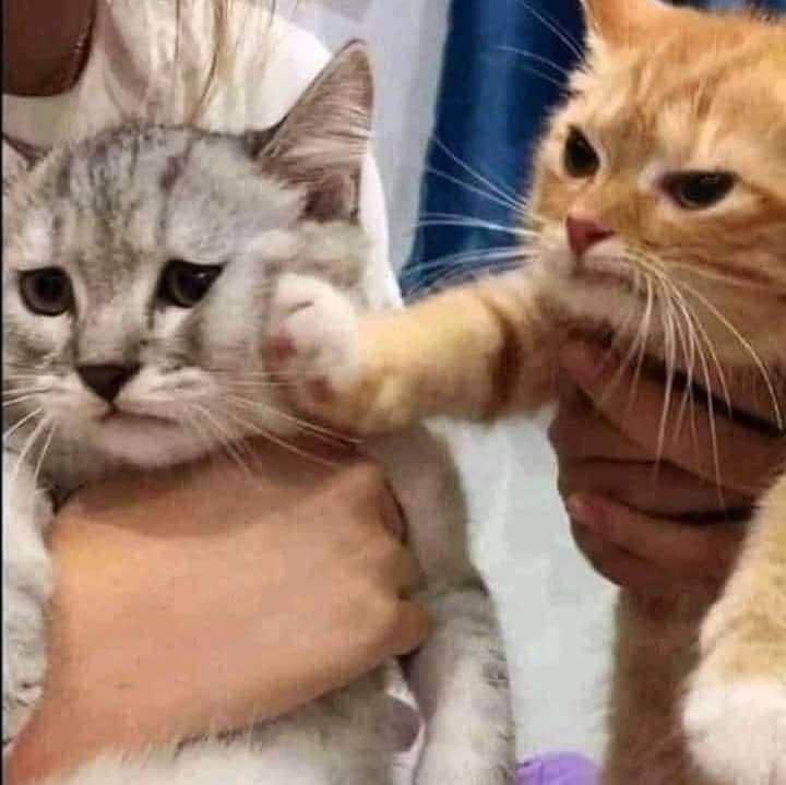 Instagram.com/kucingindogram