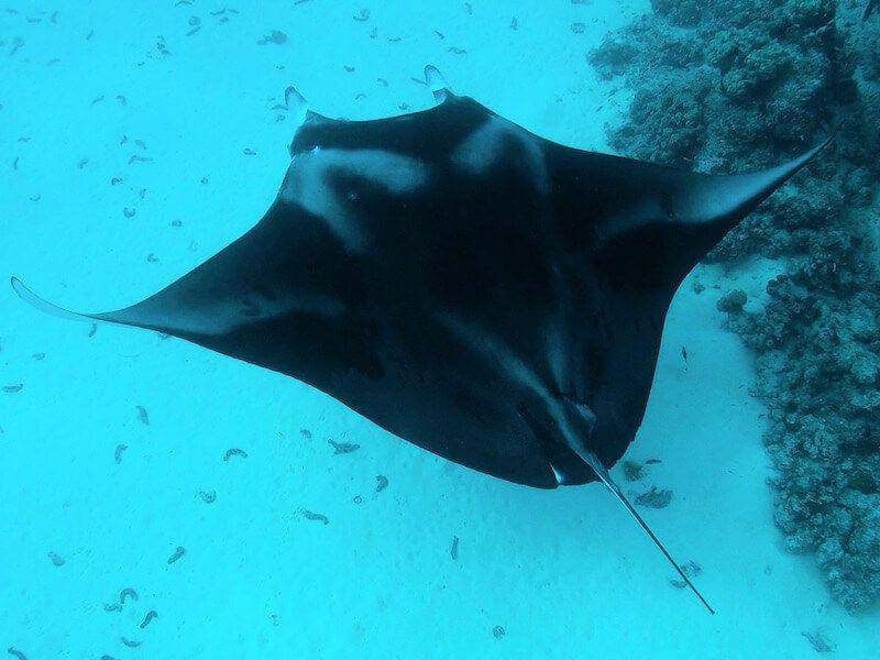 snorkeling-report.com