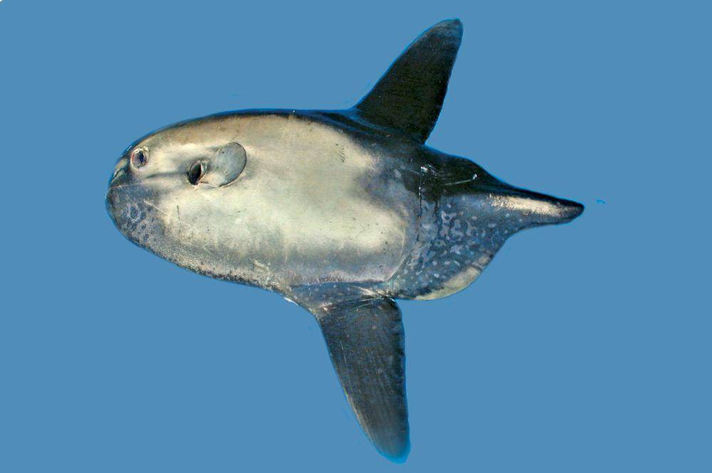 fishesofaustralia.net.au