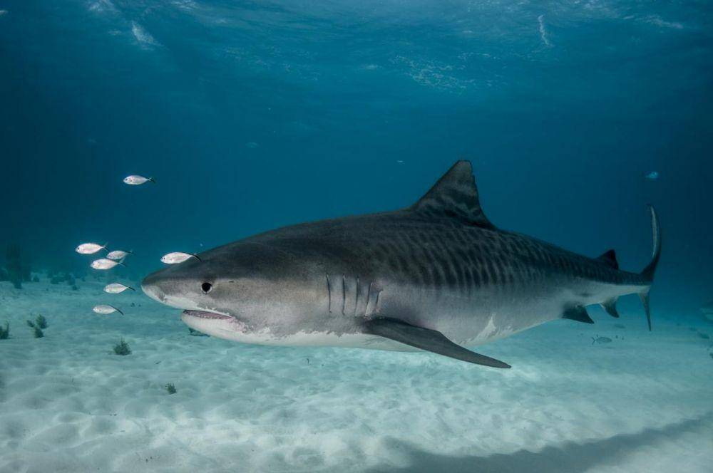 oceana.org