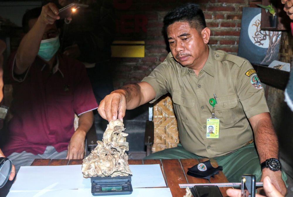 Temuan Kerangka Diduga Kepala Macan Kumbang bakal Dikirim ke LIPI