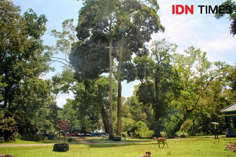 Menunggu Kembali Dibuka, Tengok Indahnya Taman Wisata Alam Pangandaran