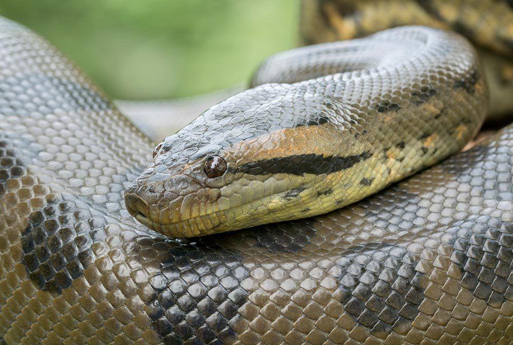 Bagaimana Rasanya Mati Ditelan Ular Anaconda? Ini 7 Gambarannya!