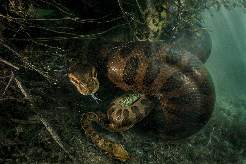 nationalgeographic.com