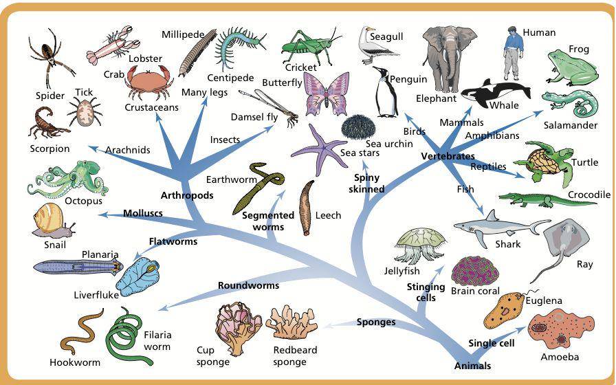 mrsmorrittscience.weebly.com