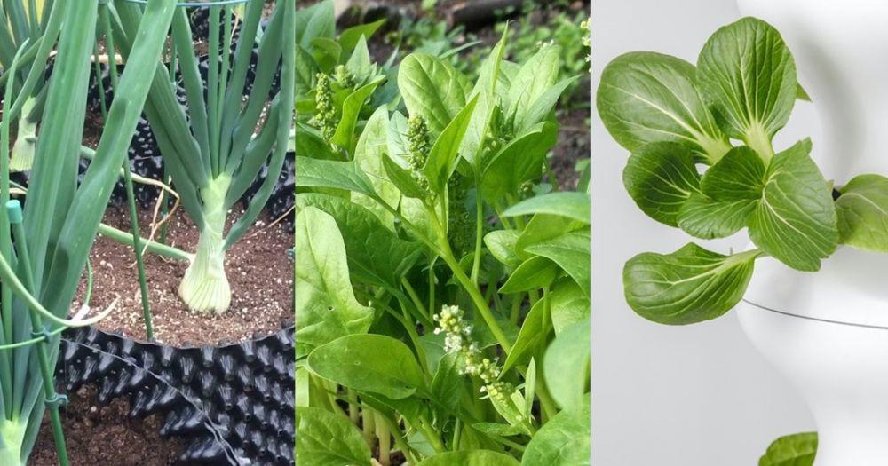 Selain Bergizi, 7 Tanaman Sayur Ini Indah Dipelihara di Pekarangan