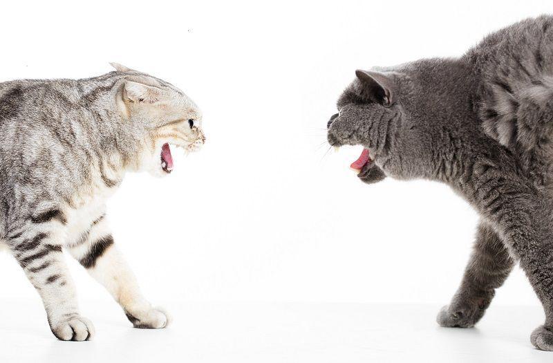 cats.lovetoknow.com