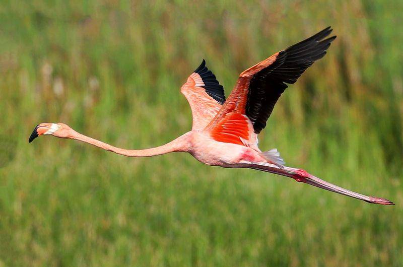 ebird.org