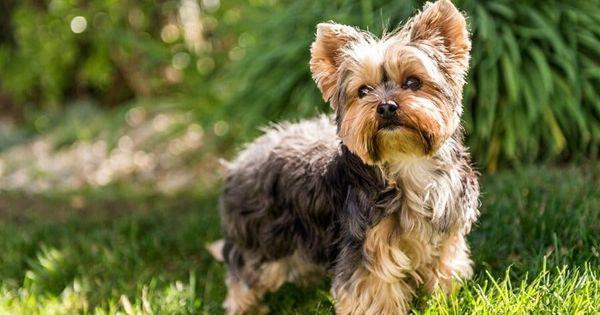 5 Spesies Anjing yang Berasal dari Wilayah Inggris, Fisik Unik!