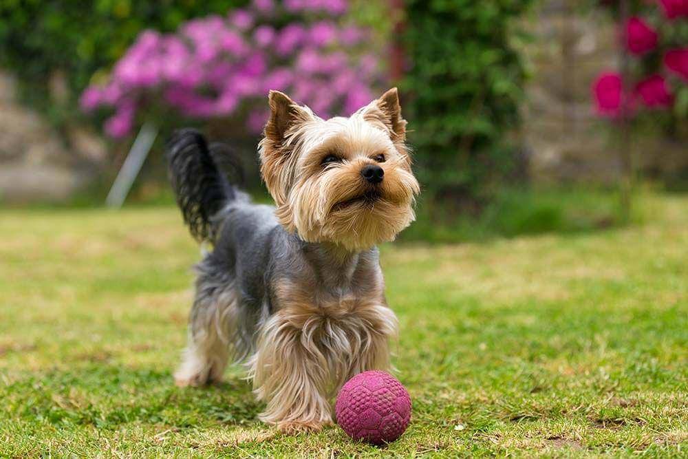 animalfriends.co.uk
